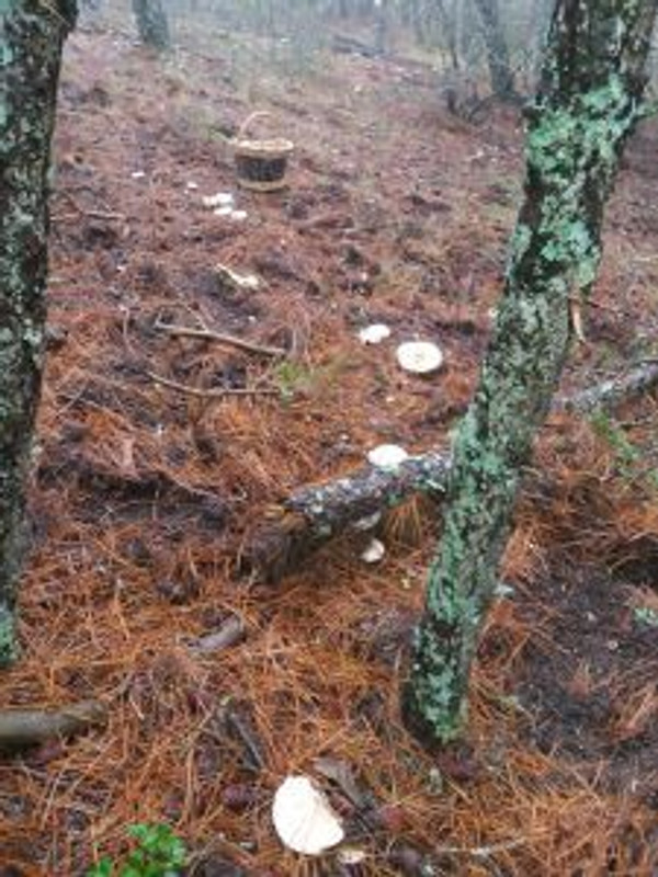 Siles Natura 7