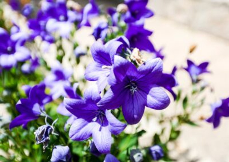 Hotel Paraíso de Bujaraiza 5