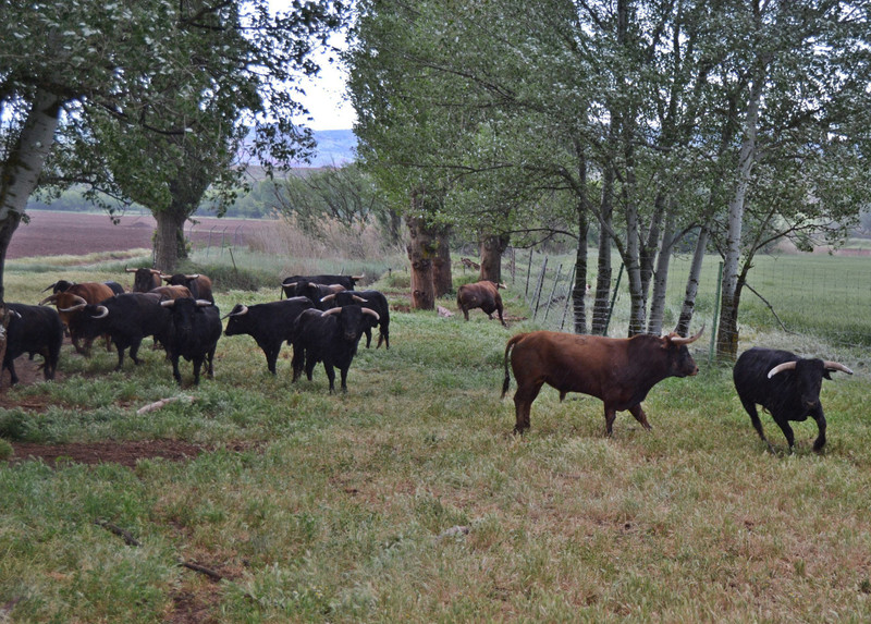 Siles Natura 17
